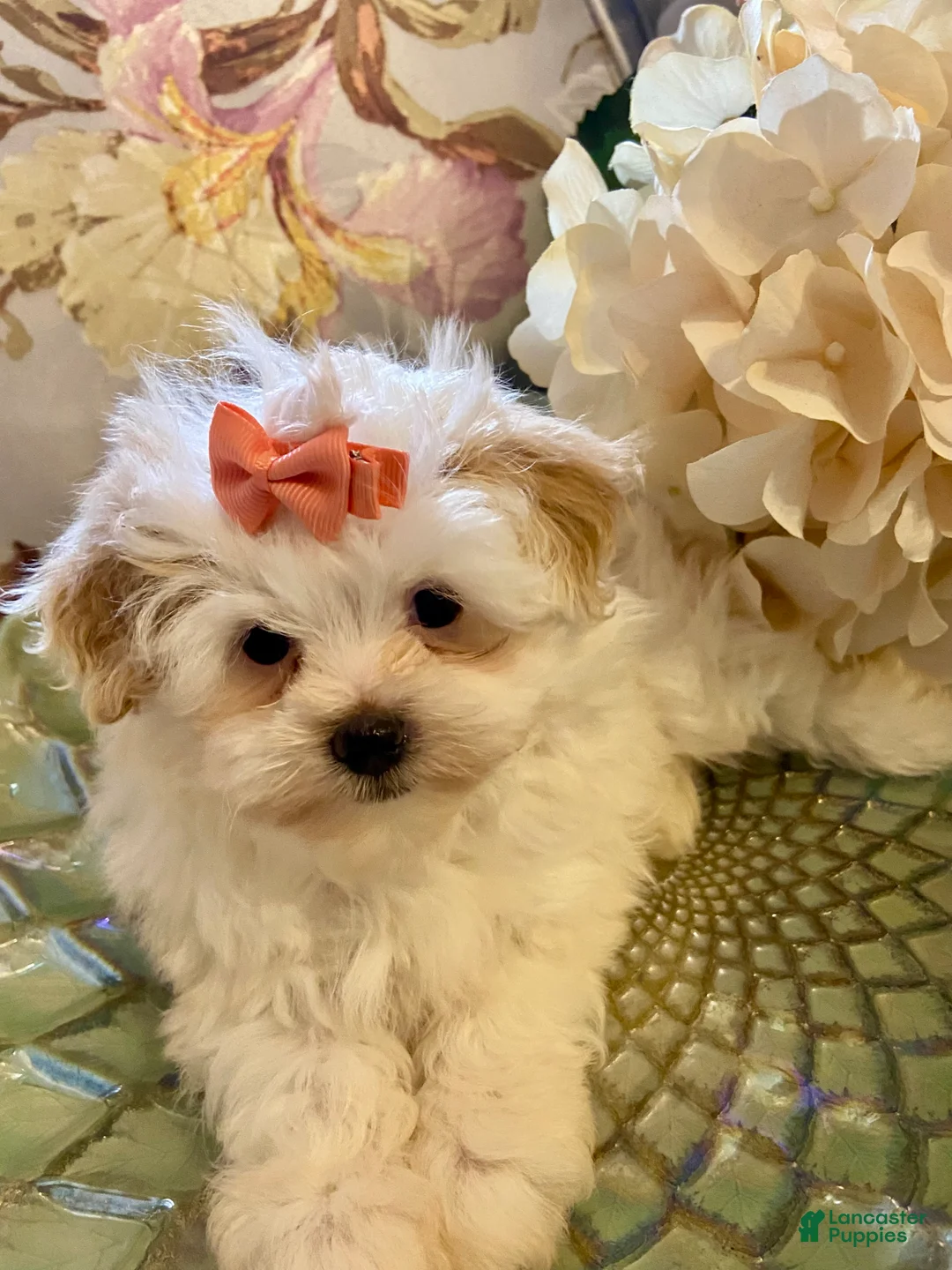 Pomapoo dogs for sale: Pomapoo 5 - Ad 2