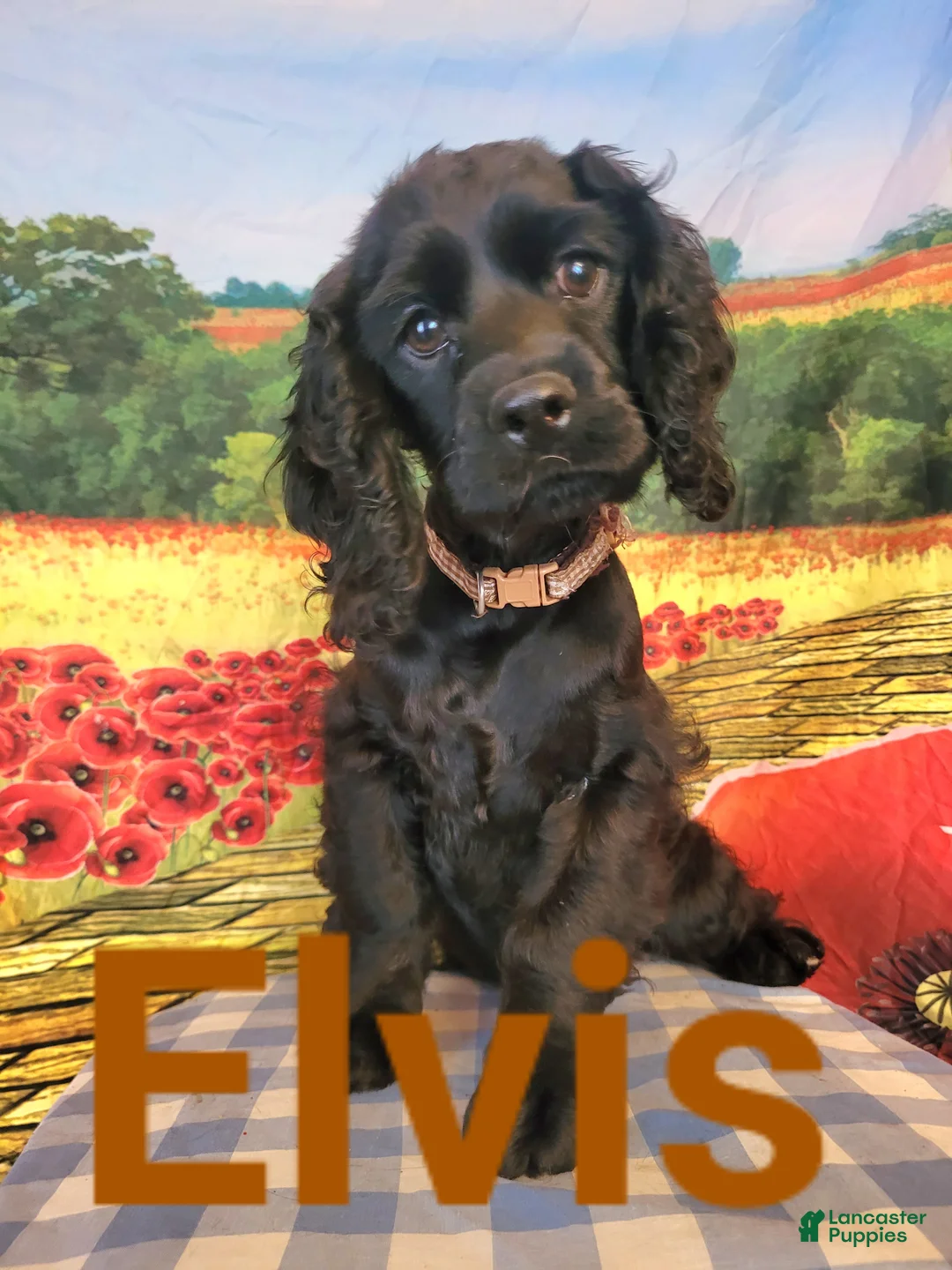 Cocker Spaniel dogs for sale: Elvis - Ad 1