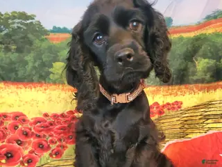 Cocker Spaniel dogs Elvis - Ad 22