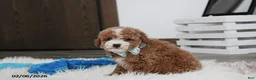 Bichpoo dogs for sale: Tyson - Ad 4