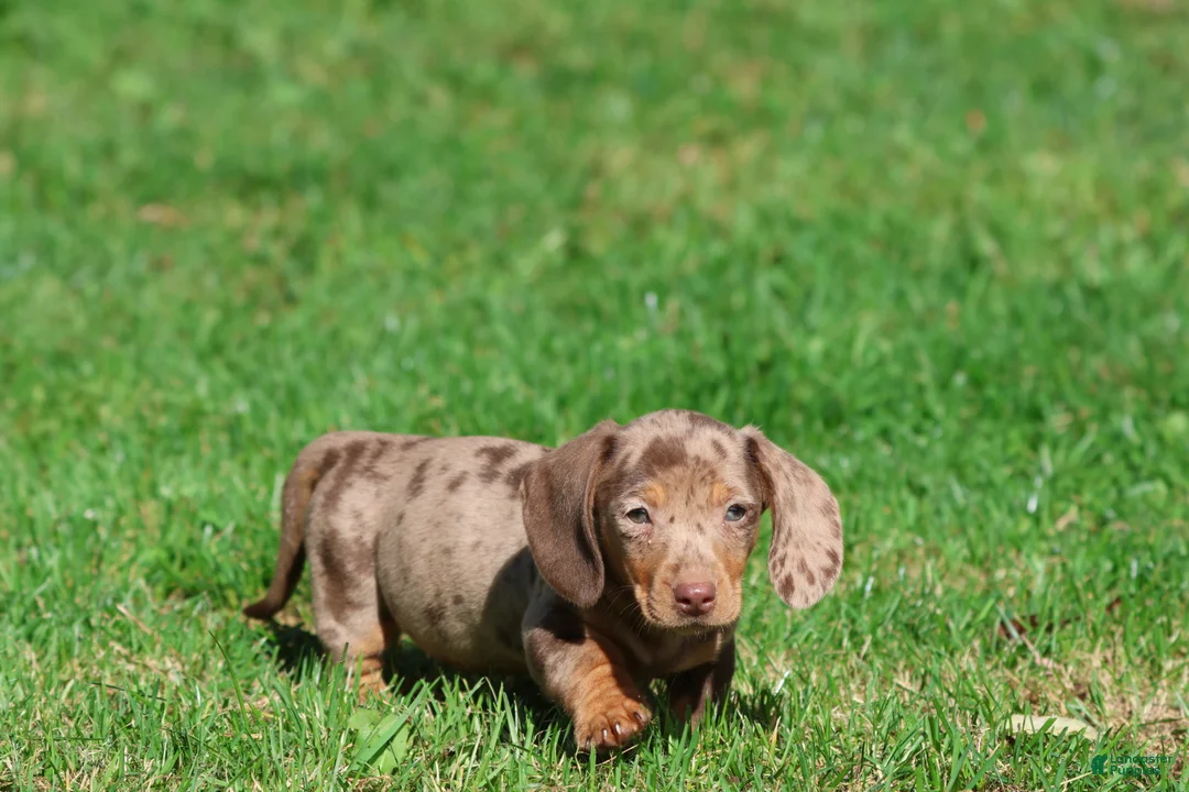 Miniature Dachshund dogs for sale: Milky Way - Ad 2
