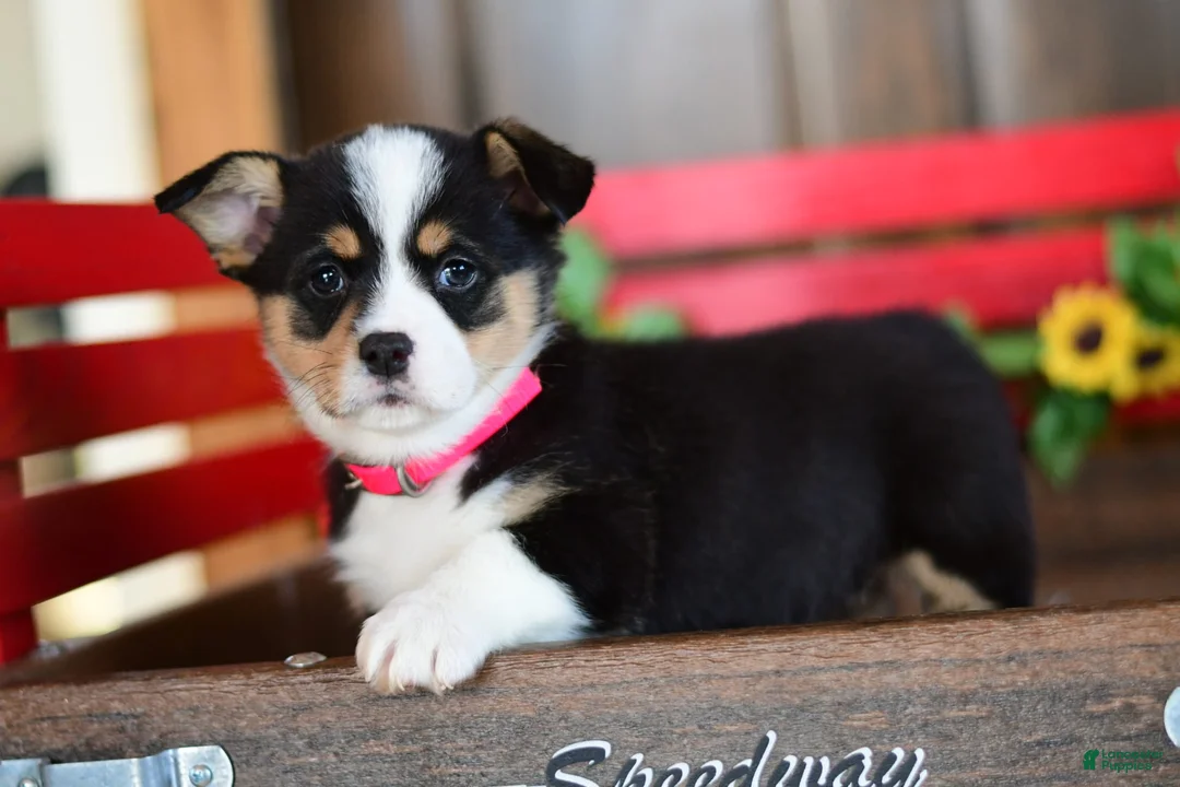 Gallery Image {{count}}