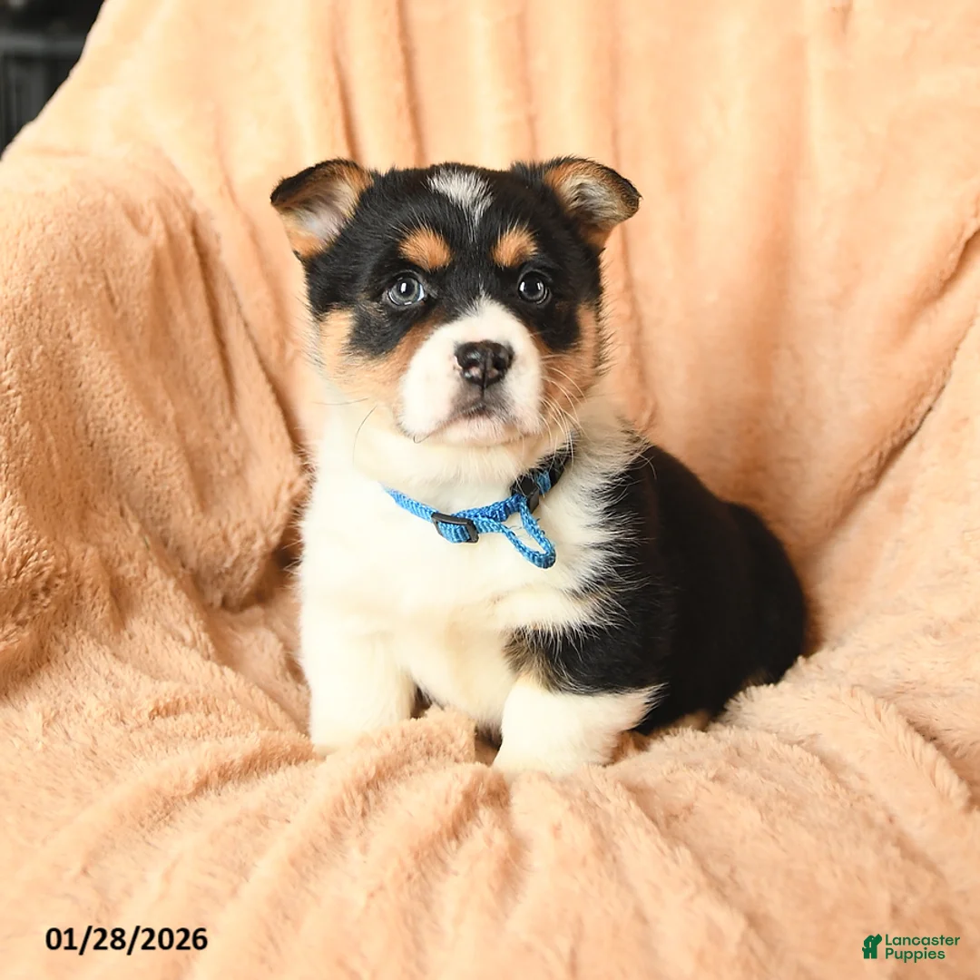 Welsh Corgi Pembroke dogs for sale: Daisy - Ad 1