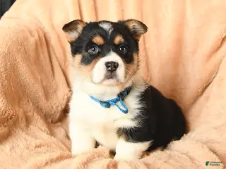 Welsh Corgi Pembroke dogs Daisy - Ad 11