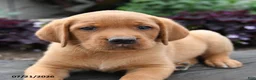 Labrador Retriever dogs for sale: Bear - Ad 5