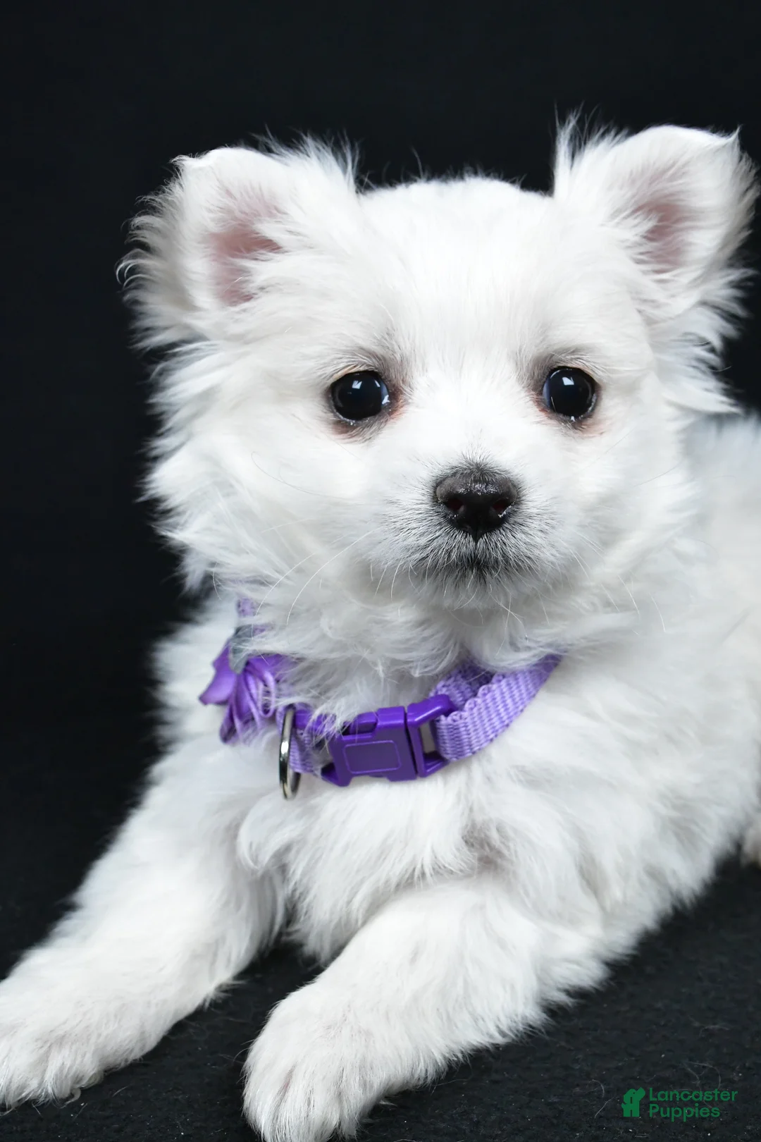 Maltese dogs for sale: Angie - Ad 3