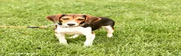 Beagle dogs for sale: Gunner - Ad 6