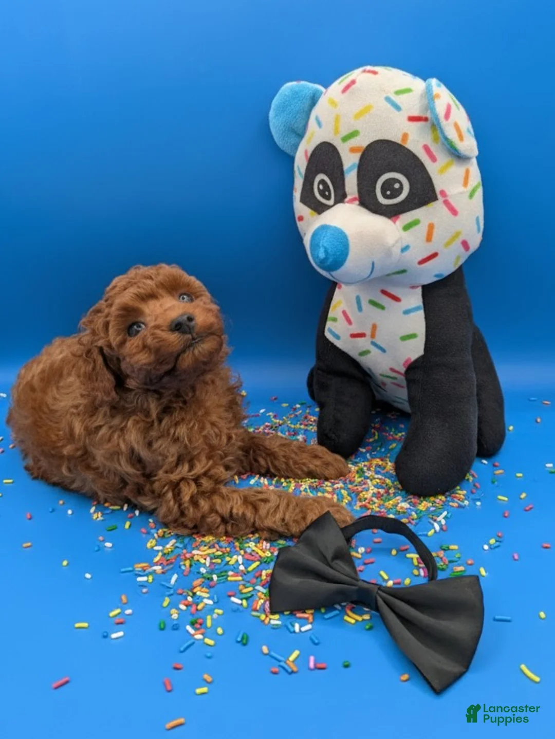 Toy Poodle dogs for sale: Oliver 🖤 - Ad 2