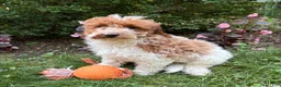 Goldendoodle dogs for sale: Alex - Ad 4