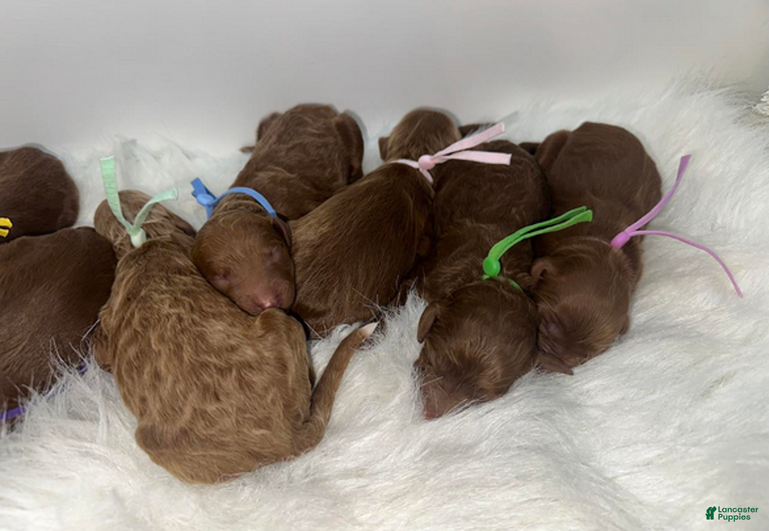 Goldendoodle dogs for sale: Girl 8 - Ad 3