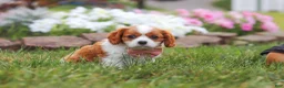 Cavalier King Charles Spaniel dogs for sale: Bentley - Ad 5