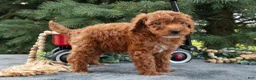 Mini Goldendoodle dogs for sale: Rusty - Ad 3