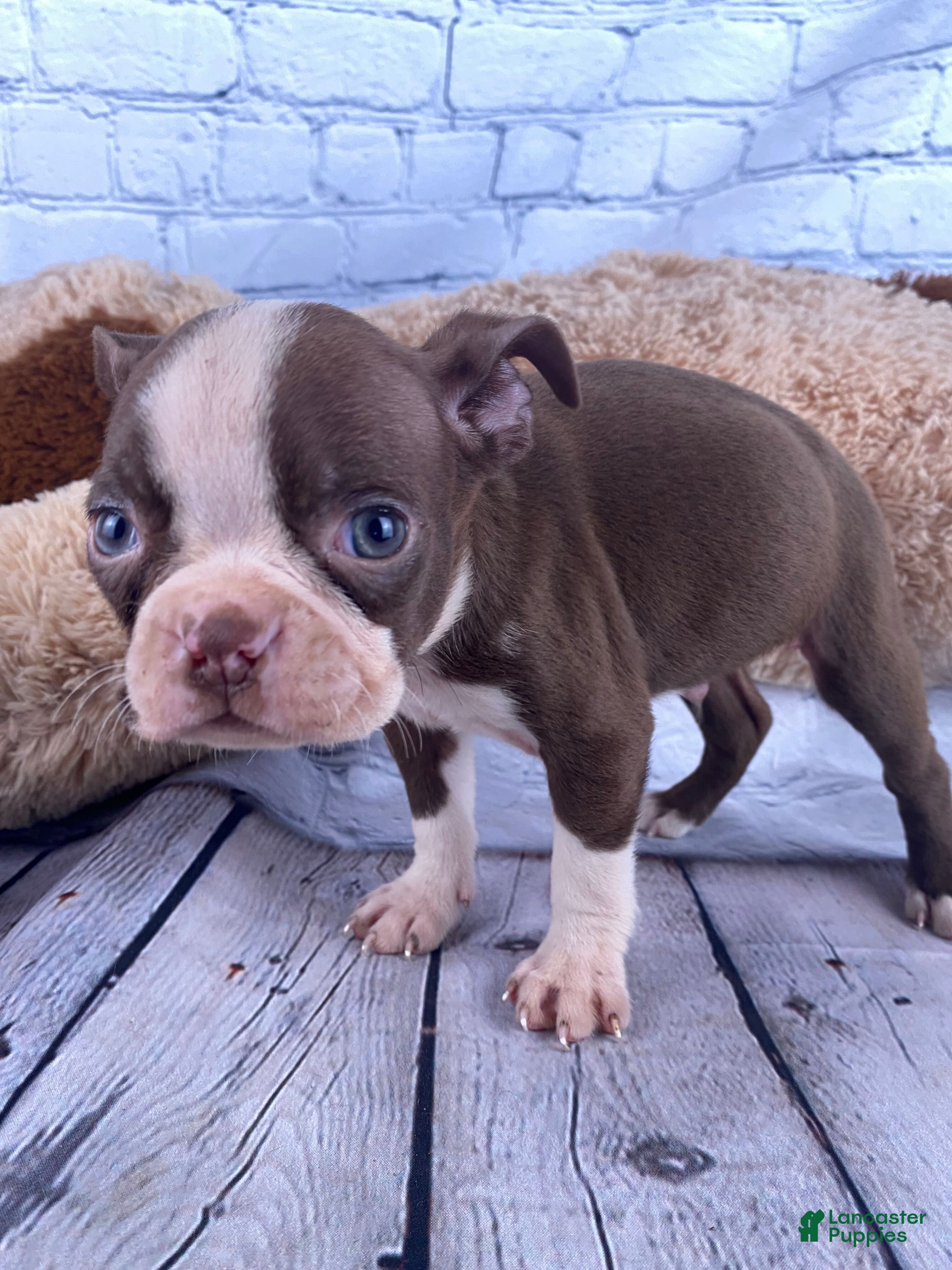 Boston Terrier dogs Rex - Ad 1