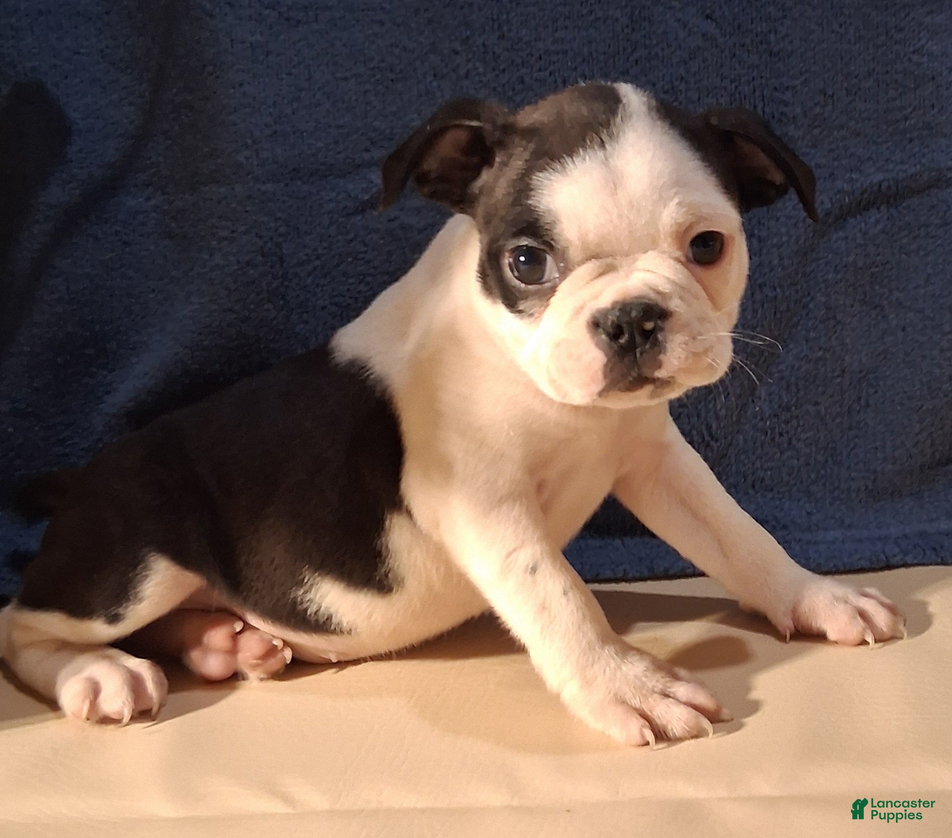 Boston Terrier dogs Evan - Ad 1