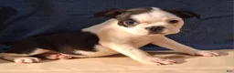 Boston Terrier dogs for sale: Evan - Ad 1