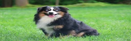Miniature Australian Shepherd dogs for sale: Winnie - Ad 9