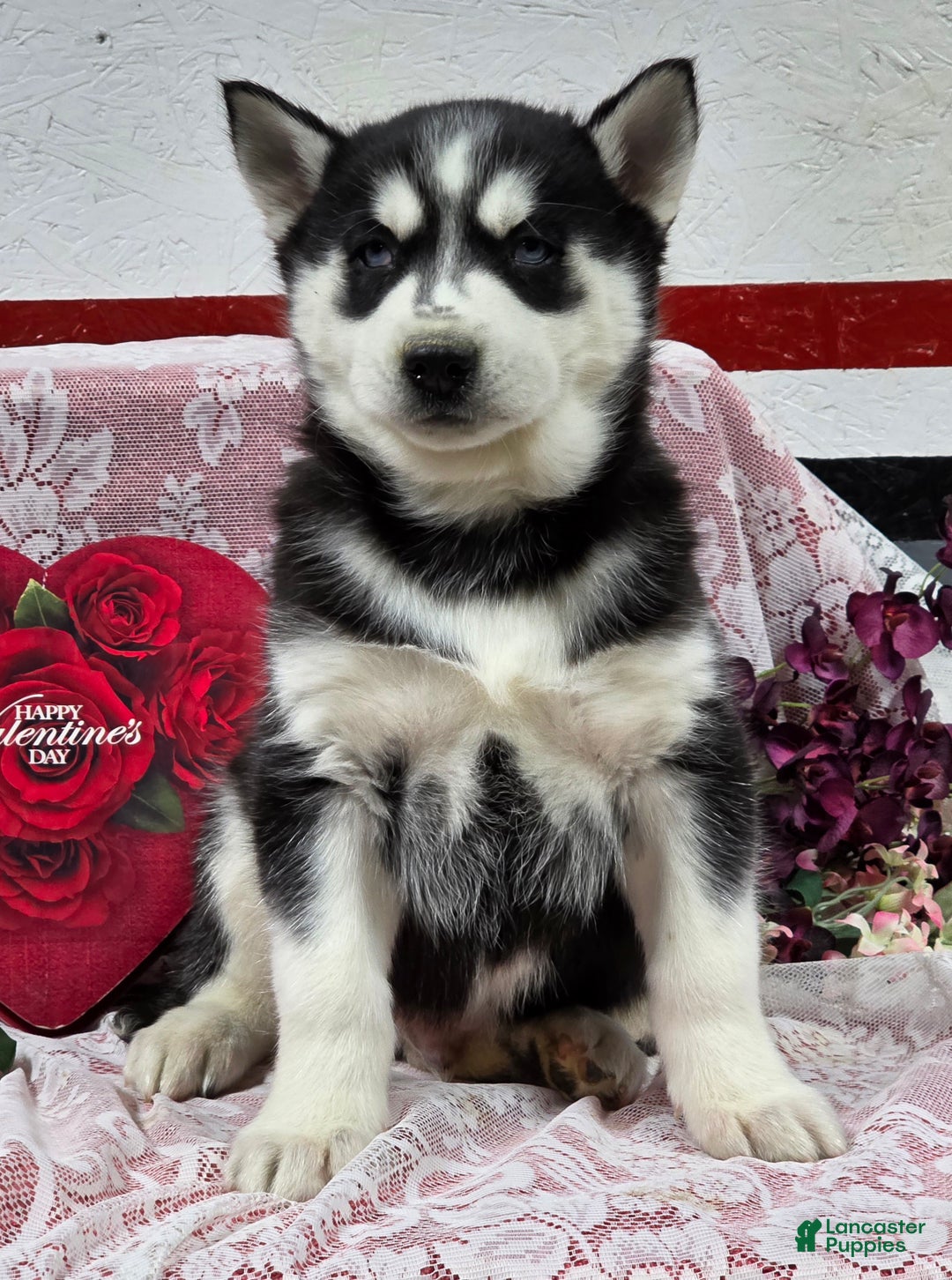 Siberian Husky dogs for sale: Kylan - Ad 5
