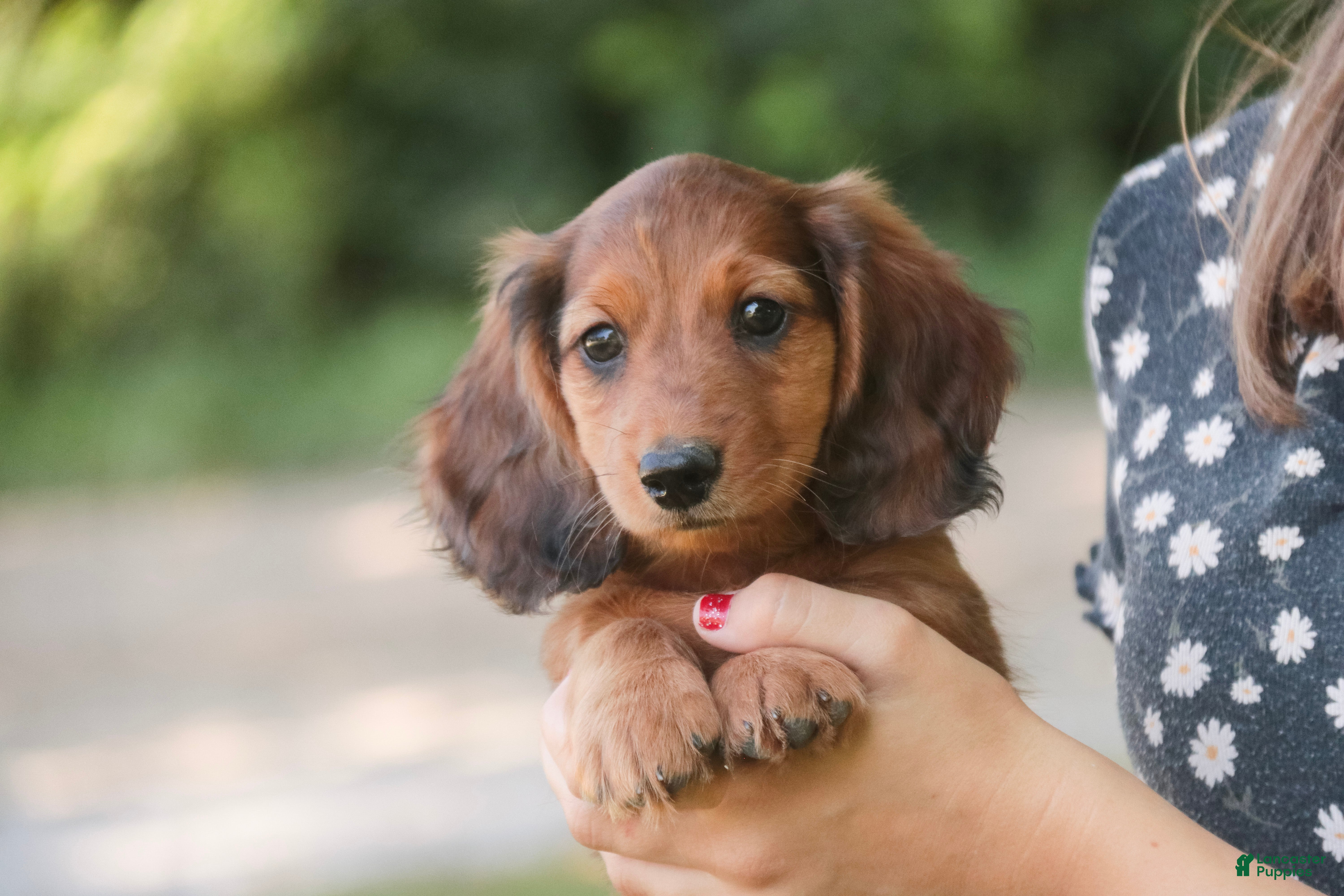 Miniature Dachshund dogs Asher Miniature Dachshund - Ad 2