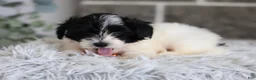 Maltipoo dogs for sale: Tiny - Ad 5