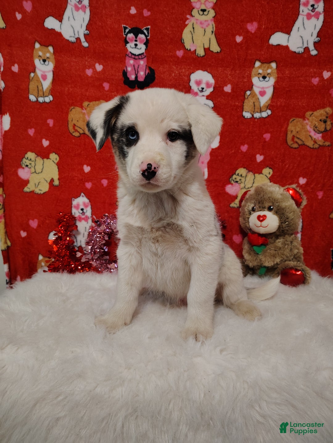 Mixed Breed dogs for sale: Wyatt - Ad 3