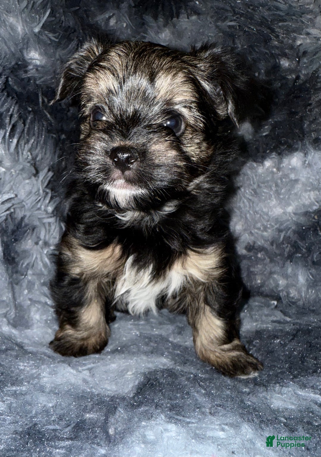 Yorkshire Terrier dogs for sale: Dash - Ad 4