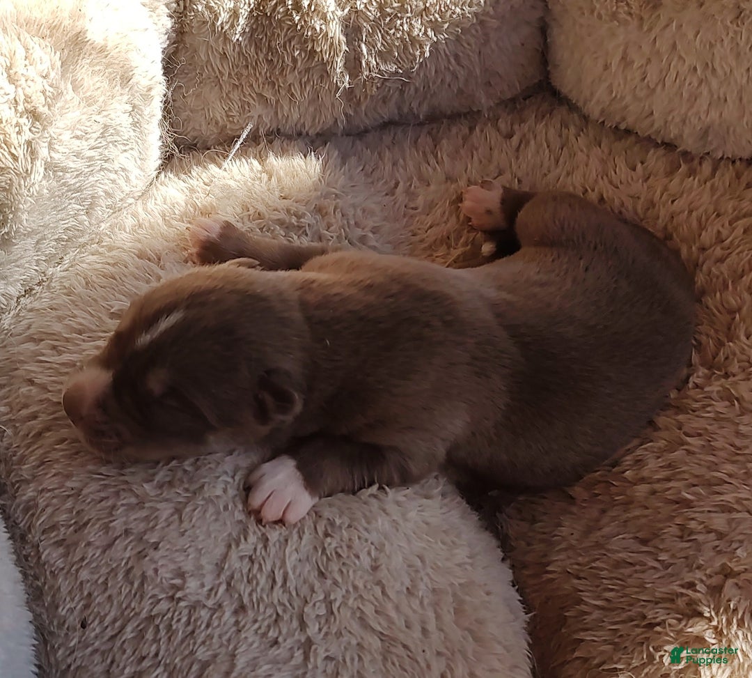 Siberian Husky dogs for sale: Siberian Husky Puppy 3 - Ad 2