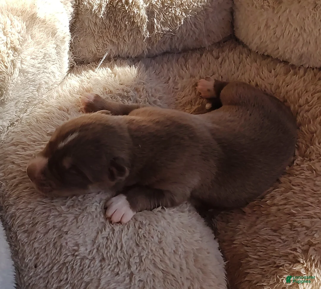 Siberian Husky dogs for sale: Siberian Husky Puppy 3 - Ad 17