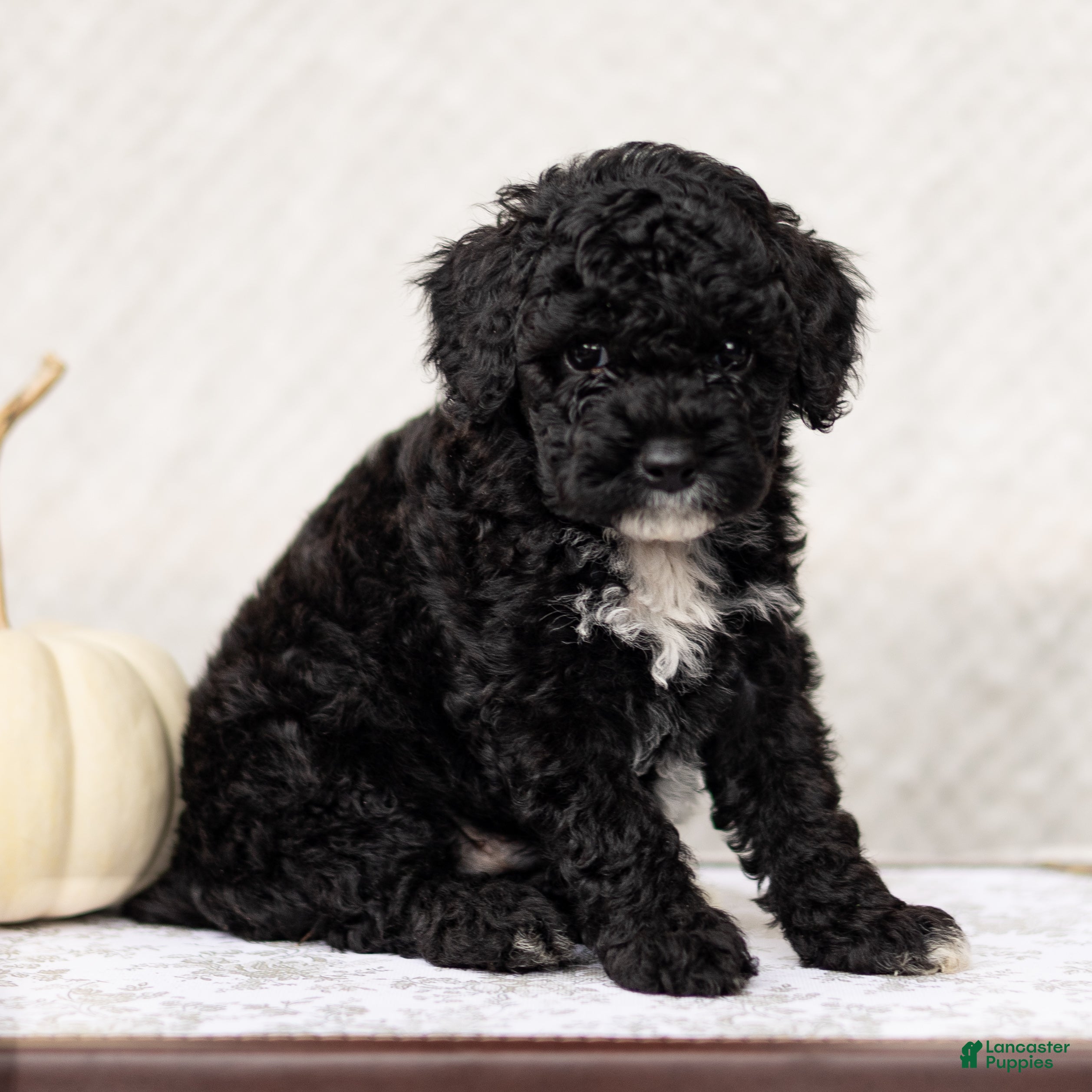 Ronak (Doodle / designer cross, Male) in Gordonville, PA