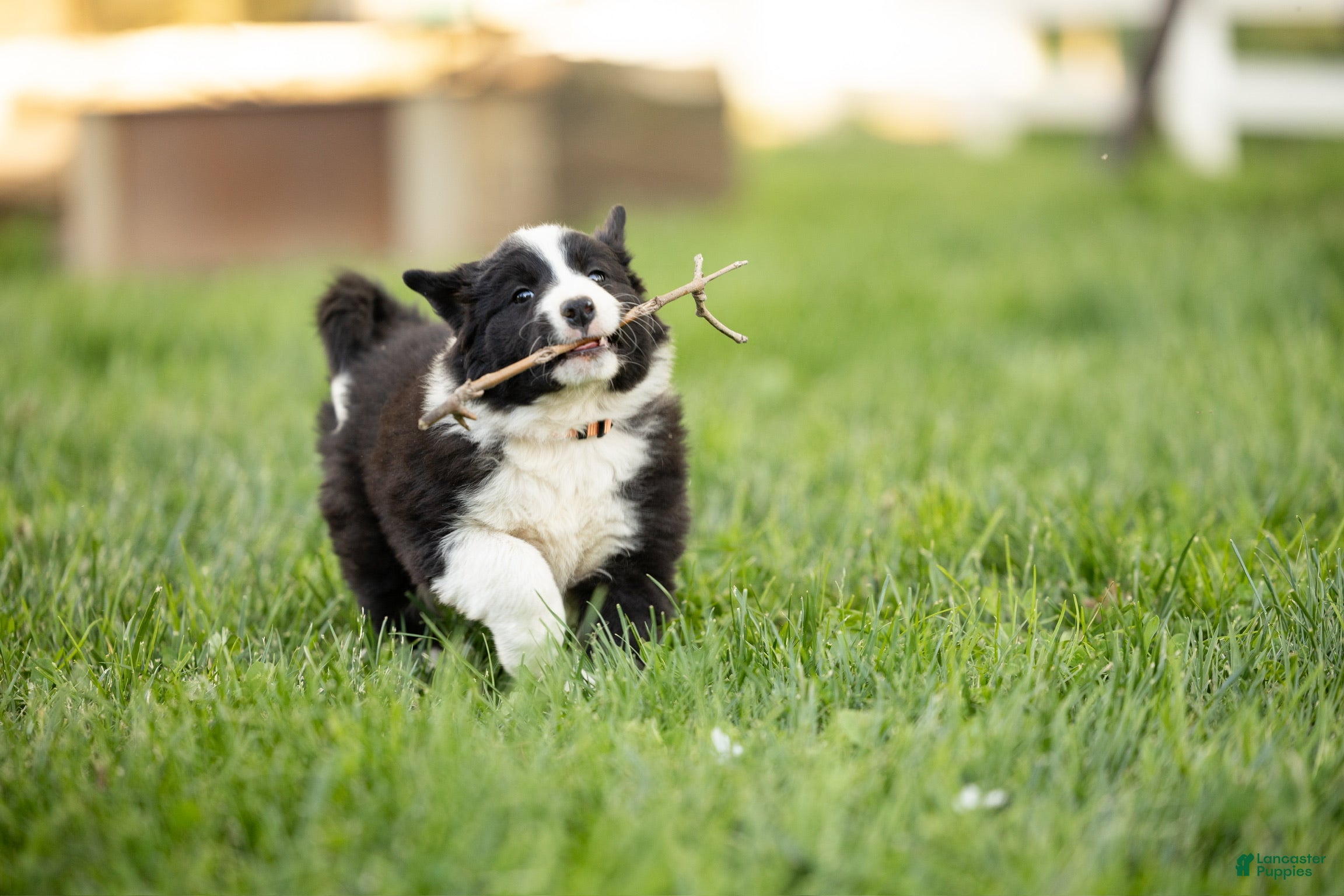 Mixed Breed dogs for sale: Marcy - Ad 3