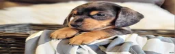 Miniature Dachshund dogs for sale: SMORES  - Ad 8