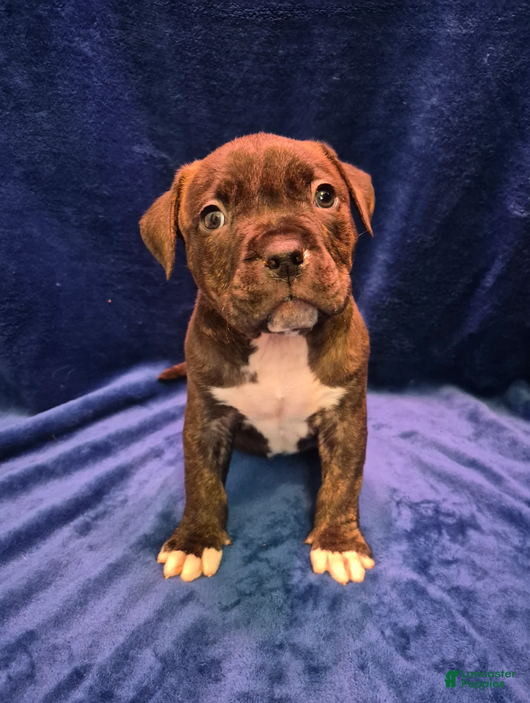 American Bully dogs for sale: American Bully Pumba - Ad 2