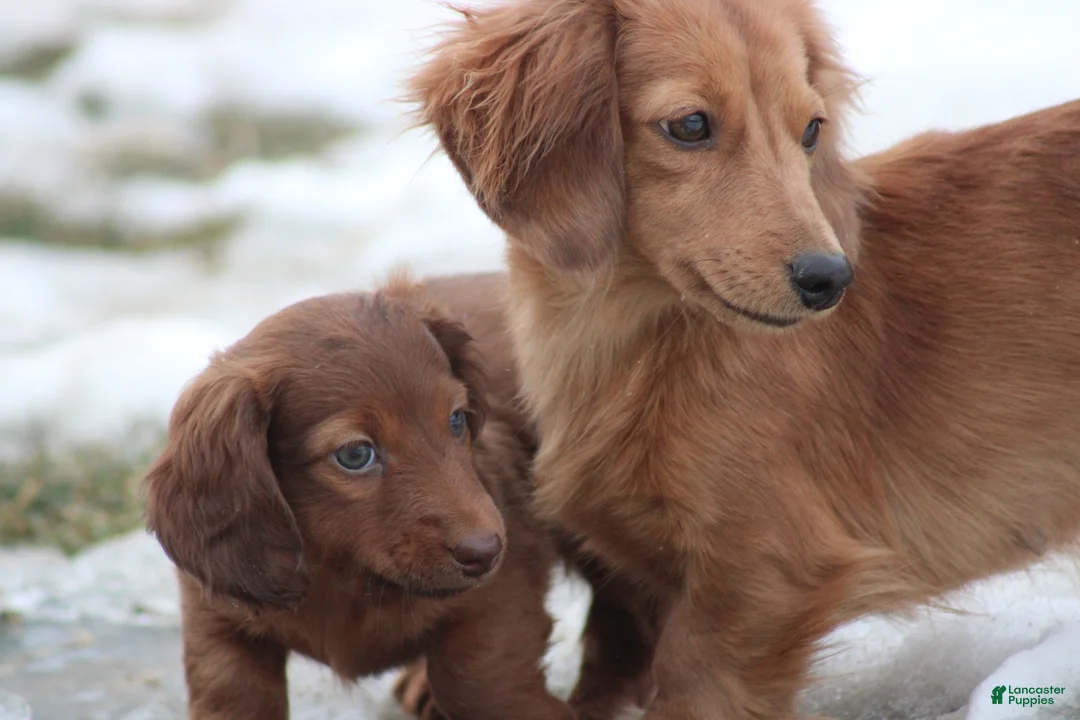 Miniature Dachshund dogs for sale: Bonita - Ad 22