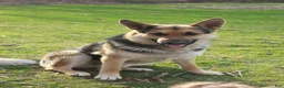 German Shepherd dogs for sale: Bear - Ad 16