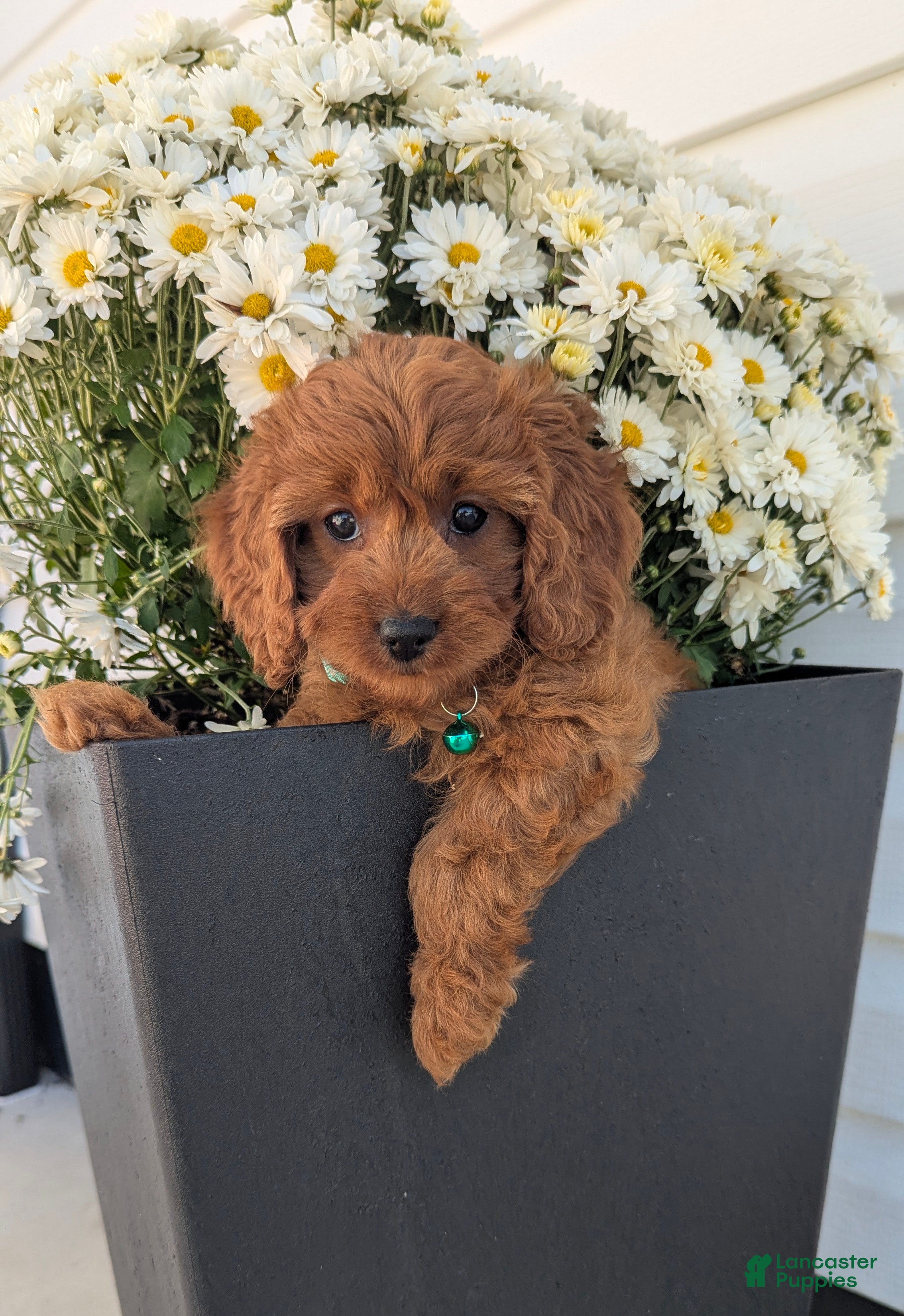 Cavapoo dogs Hazel  - Ad 1