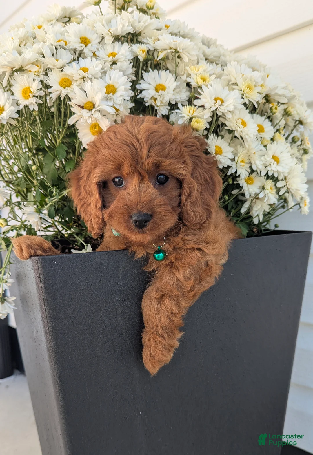 Cavapoo dogs for sale: Hazel  - Ad 1