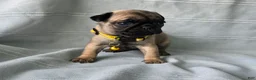 Pug dogs for sale: Jeannie - Ad 5