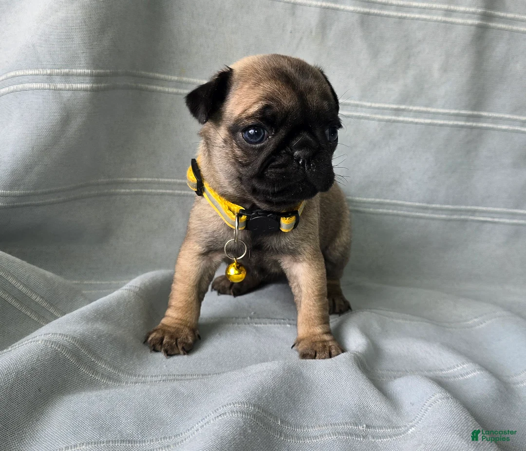 Pug dogs for sale: Jeannie - Ad 5