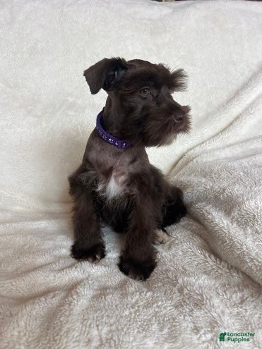 Schnauzer dogs Ellie - Ad 1