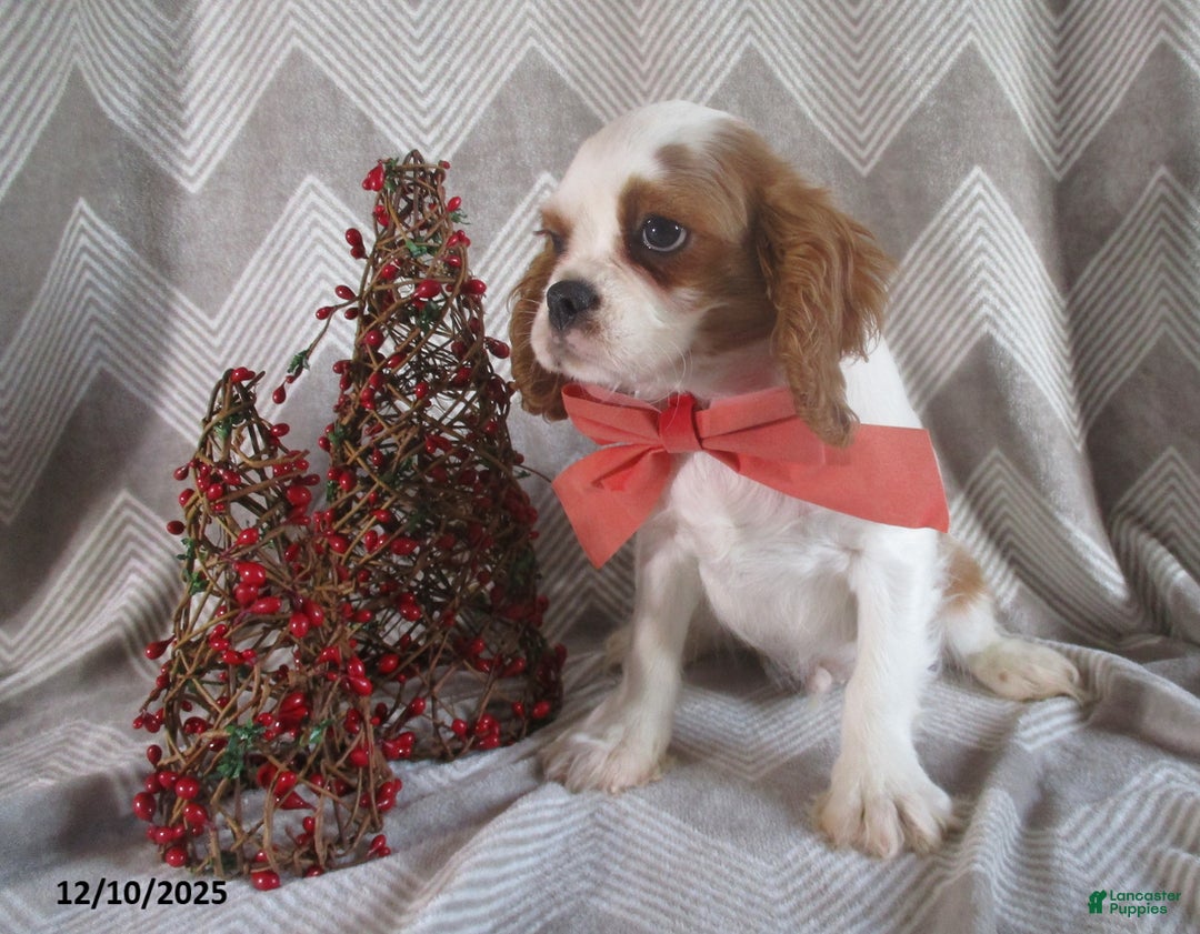 Cavalier King Charles Spaniel dogs for sale: Hayes - Ad 7