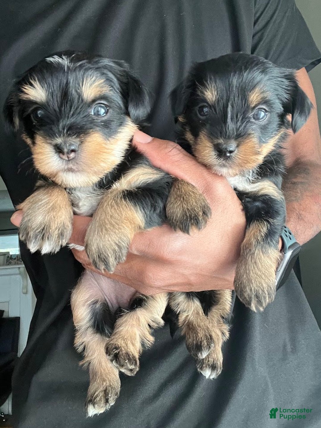 Yorkiepoo dogs for sale: Yorkiepoo Puppy 2 (Izzy) - Ad 7