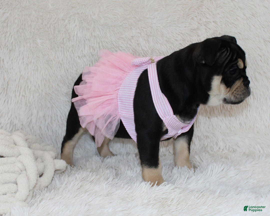 English Bulldog dogs for sale: Paris - Ad 9