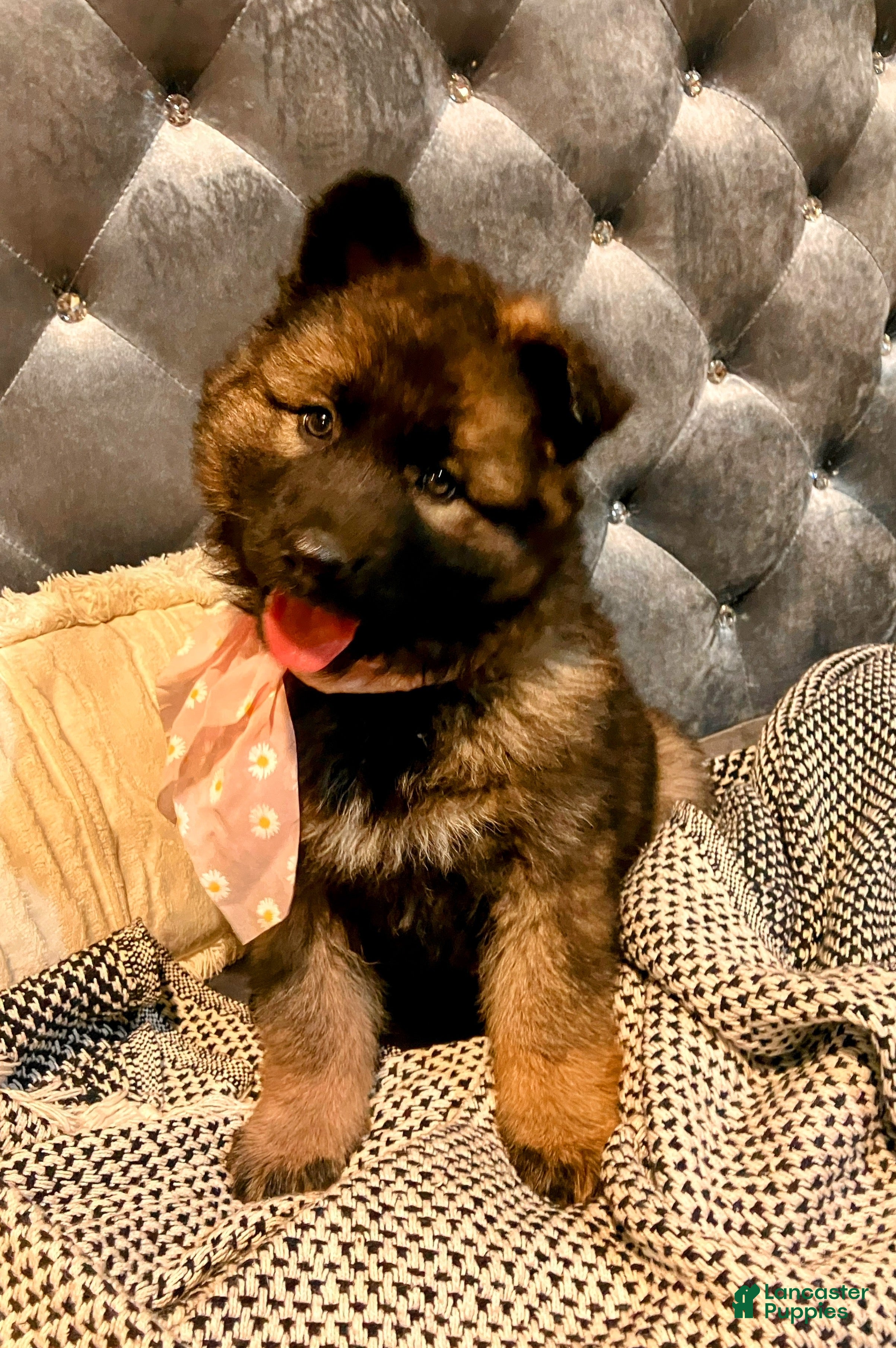 German Shepherd dogs ♥️SWEET SABLE ♥️ - Ad 31