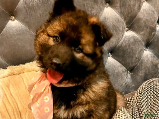 German Shepherd dogs ♥️SWEET SABLE ♥️ - Ad 22