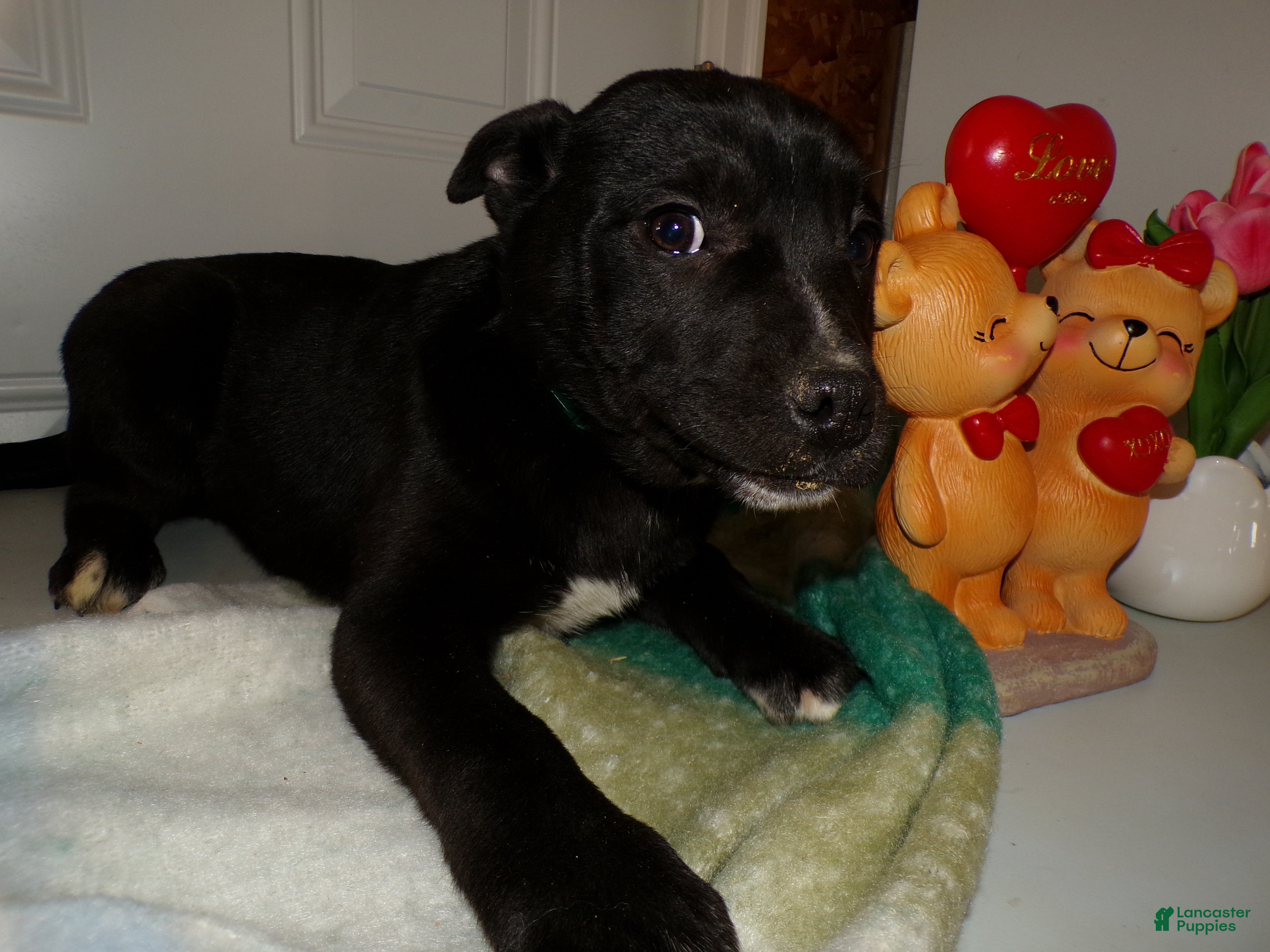 American Pit Bull Terrier dogs American Pit Bull Terrier Puppy 1 Leon - Ad 11