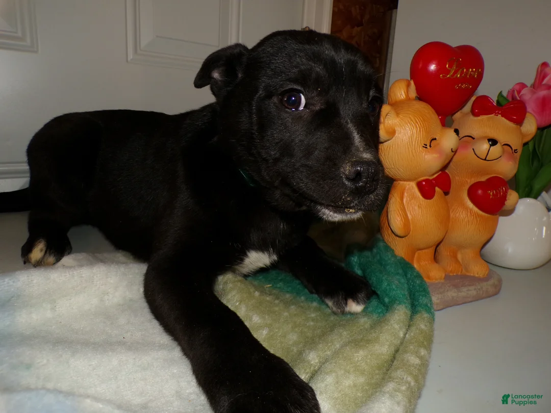 American Pit Bull Terrier dogs for sale: American Pit Bull Terrier Puppy 1 Leon - Ad 1