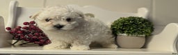 Maltese dogs for sale: Bella - Ad 3