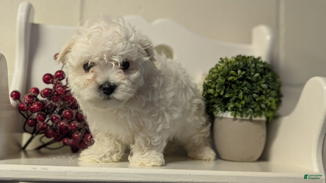 Maltese dogs for sale: Bella - Ad 3