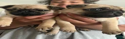 Pug dogs for sale: Baked Potato - Ad 7