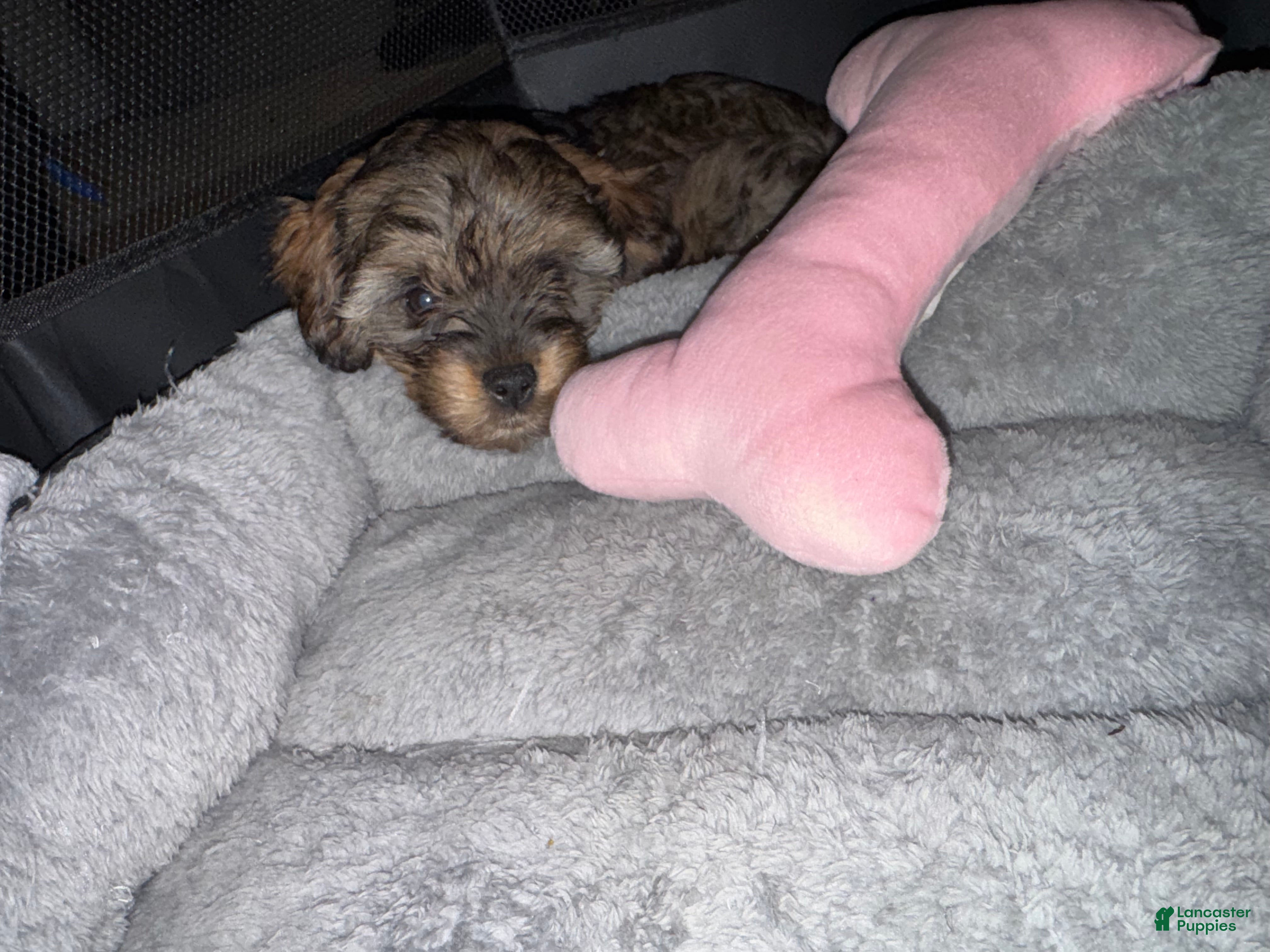 Shorkie dogs Shorkie 1 - Ad 29