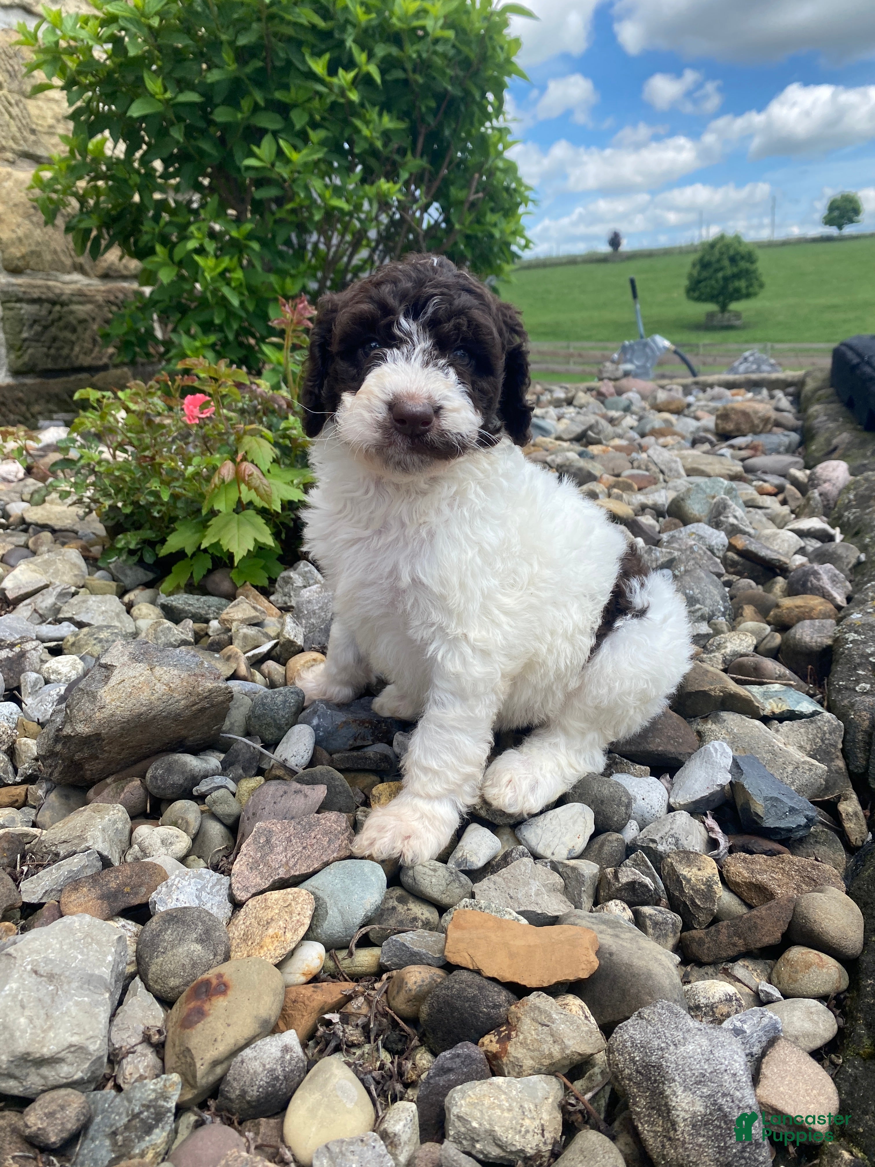 Labradoodle dogs F1bb Millie - Ad 2